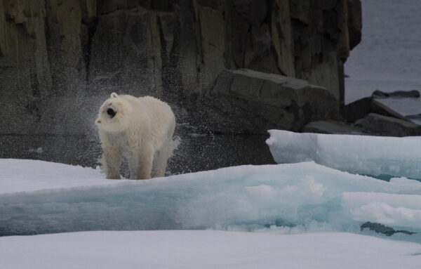 Reportage, Spitzbergen, Eisbär