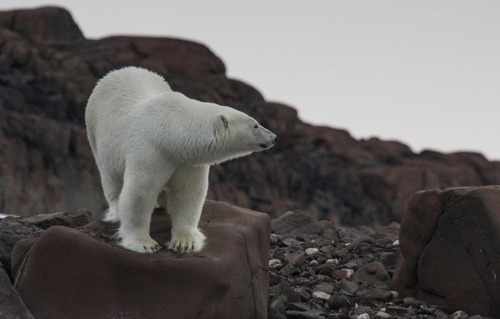 Reportage, Spitzbergen, Eisbär