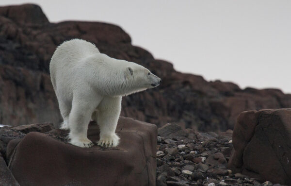 Reportage, Spitzbergen, Eisbär