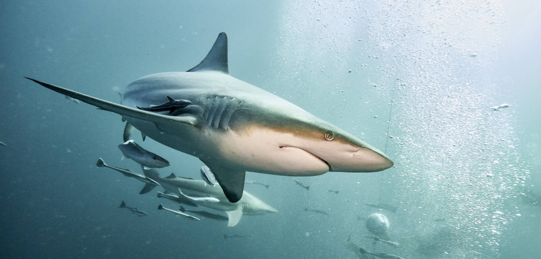 FOTO & GRAFIK Joachim Haschek.