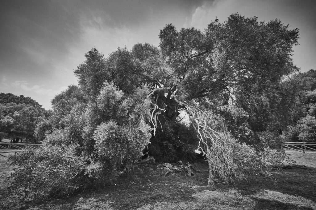 Reportage, Sardinien