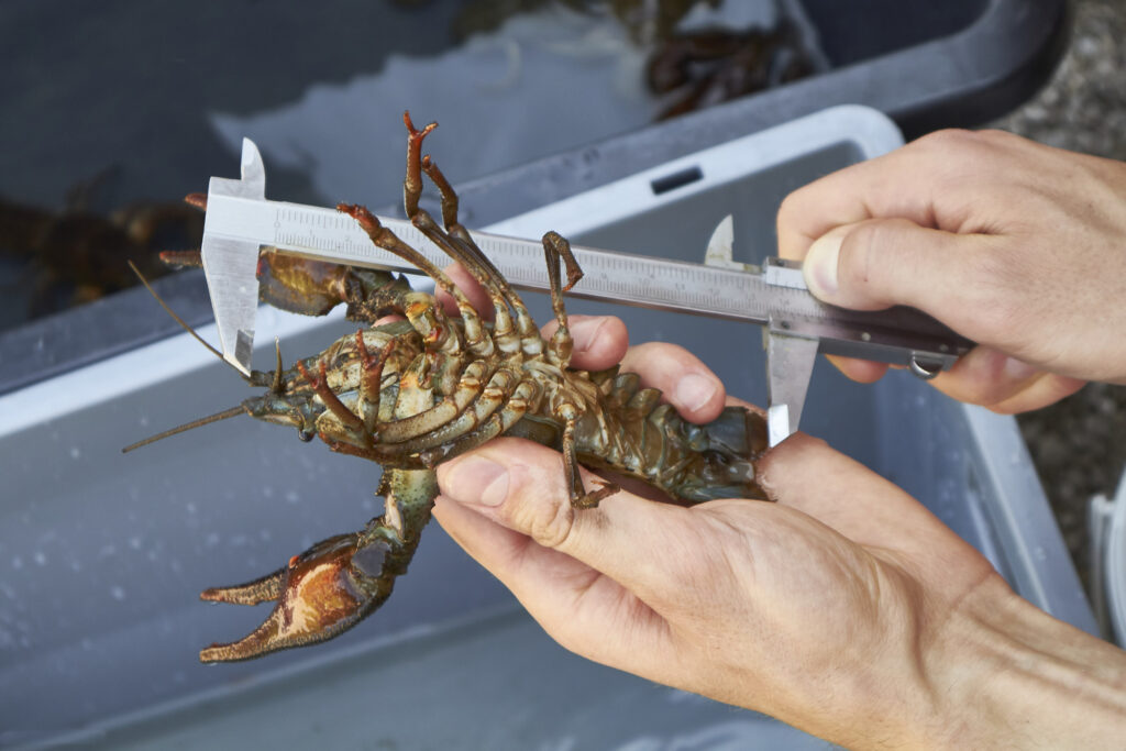 Reportage, Gleinkersee, Flusskrebse