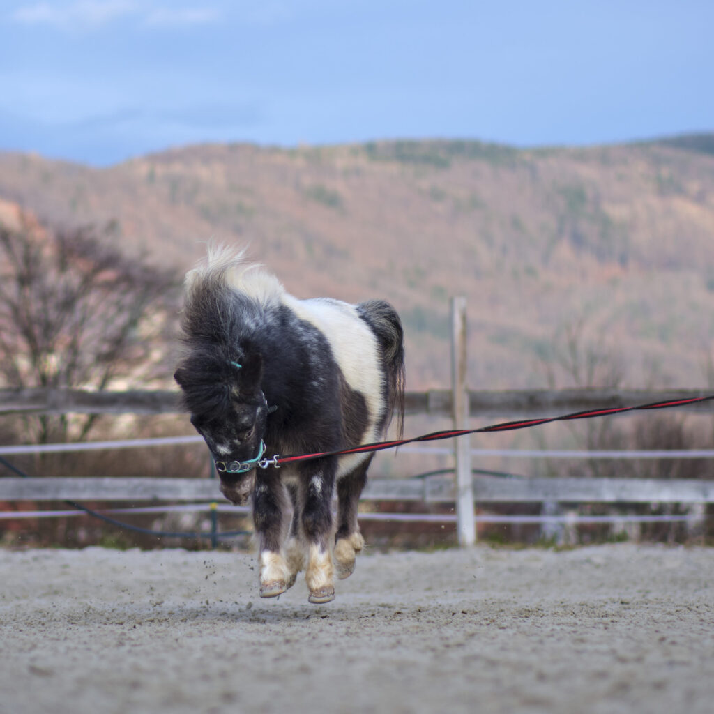 Reportage, Deutschfeistritz, Pony