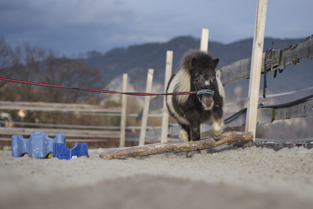 Reportage, Deutschfeistritz, Pony