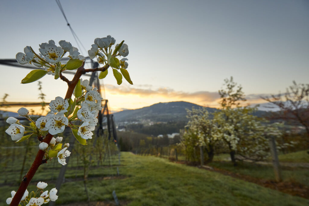 Reportage, Südsteiermark, Obstblüte