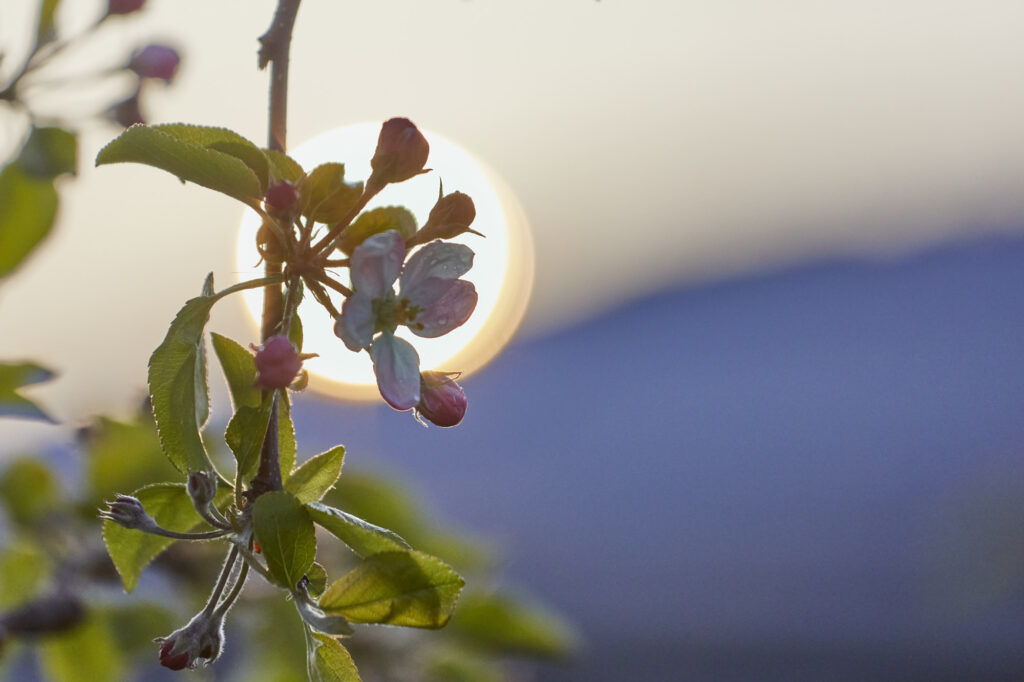 Reportage, Südsteiermark, Obstblüte