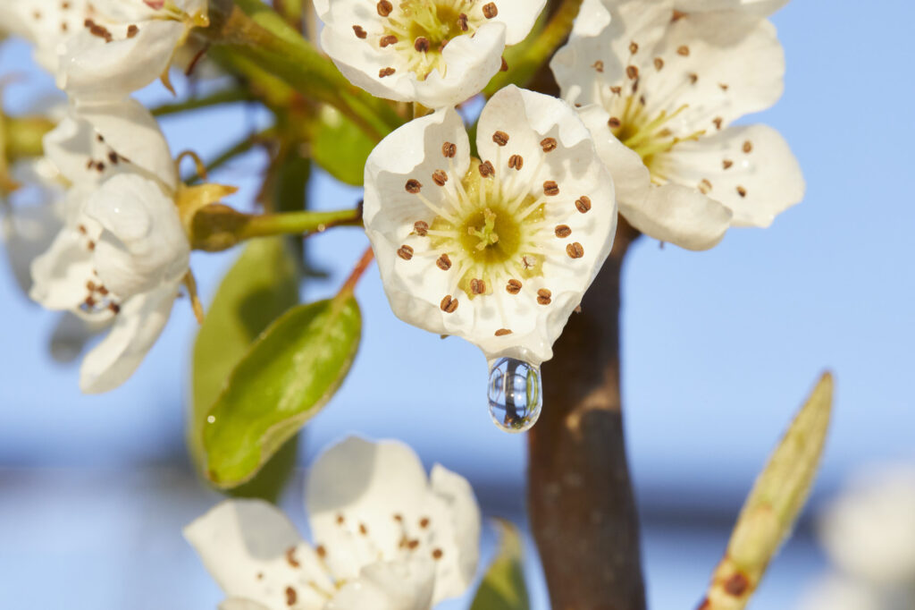 Reportage, Südsteiermark, Obstblüte