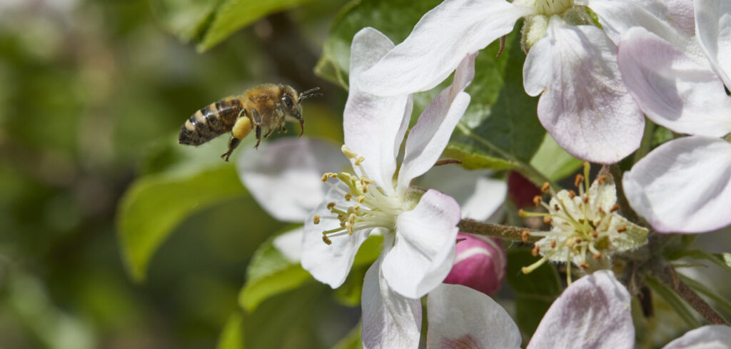 Reportage, Südsteiermark, Obstblüte