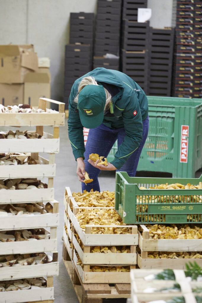 Reportage, Obst Oswald, Eierschwammerl