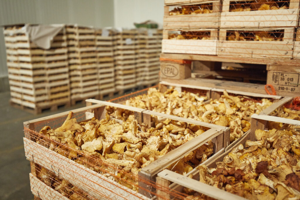 Reportage, Obst Oswald, Eierschwammerl