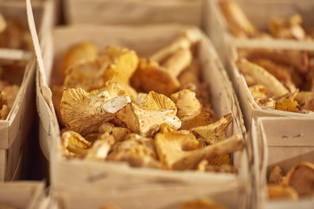 Reportage, Obst Oswald, Eierschwammerl