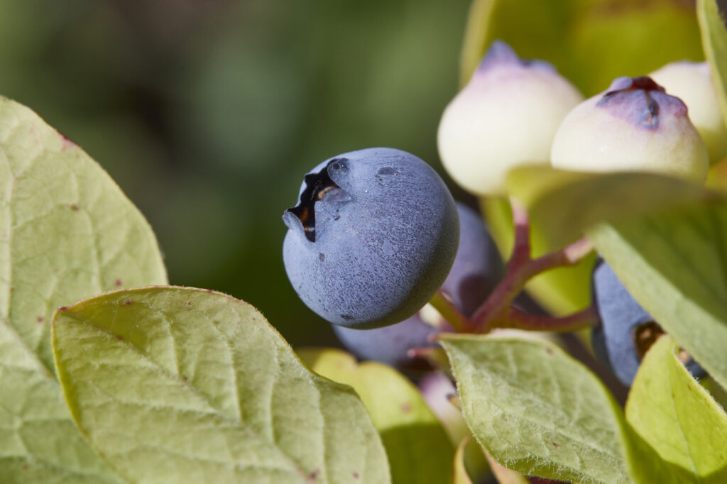 Reportage, Obst Oswald