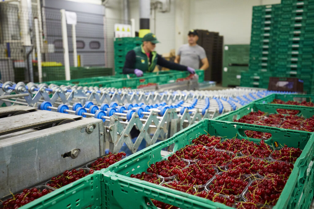 Reportage, Obst Oswald, Prebensdorf