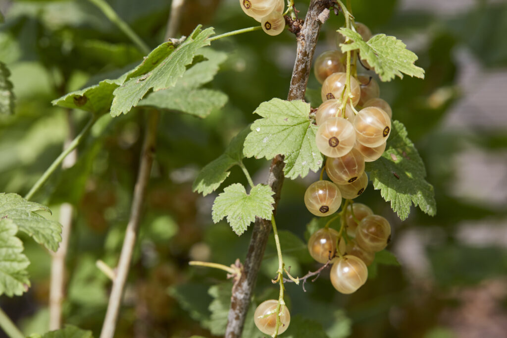 Reportage, Obst Oswald