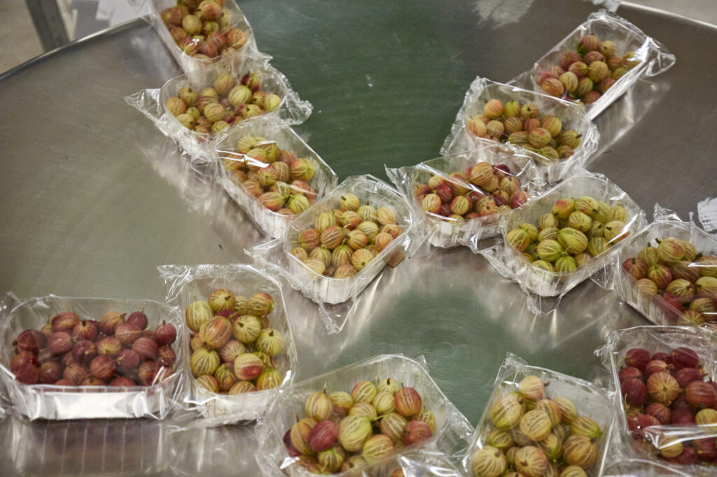 Reportage, Obst Oswald