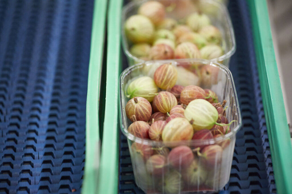 Reportage, Obst Oswald, Prebensdorf