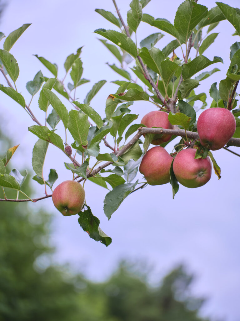 Reportage, Obst Oswald