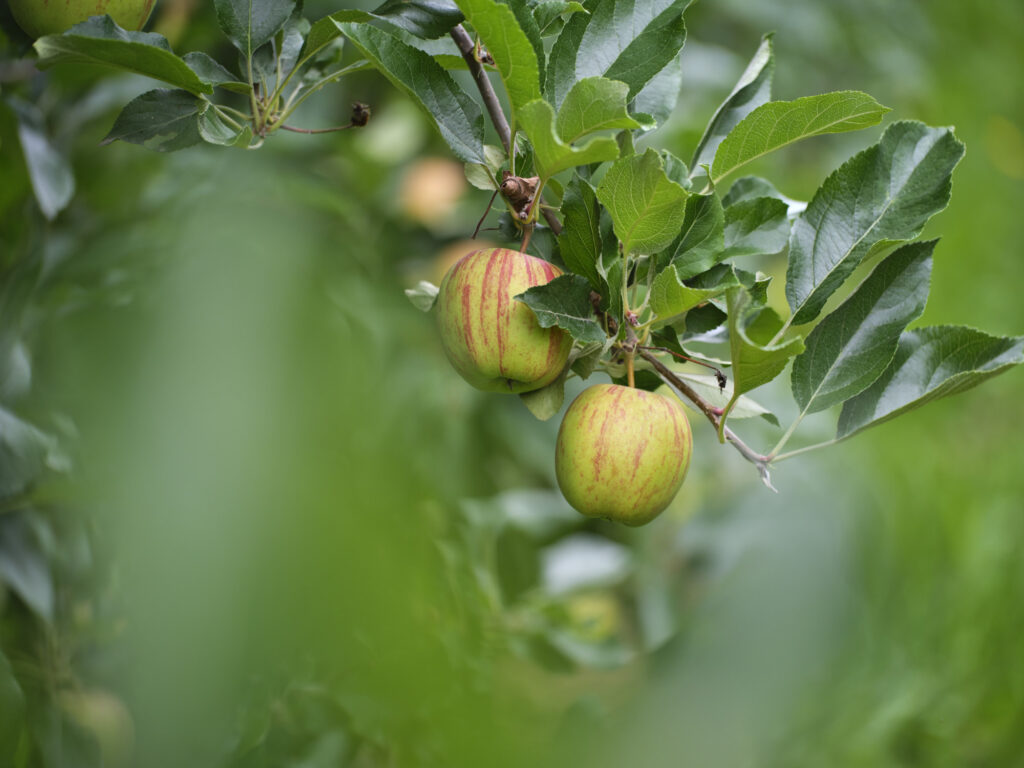 Reportage, Obst Oswald