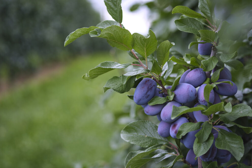 Reportage, Obst Oswald