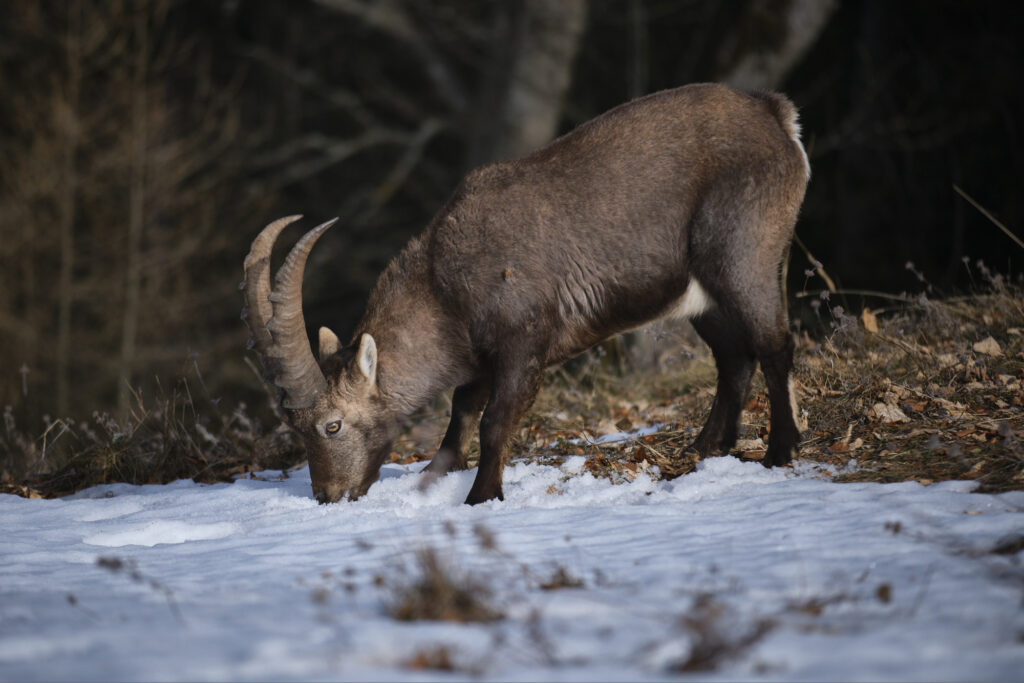 Reportage, Grazer Bergland, Röthelstein