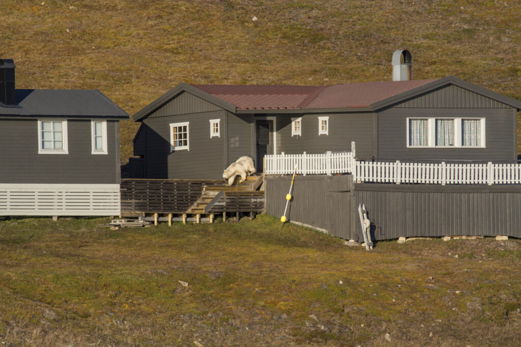 Reportage, Spitzbergen, Eisbär
