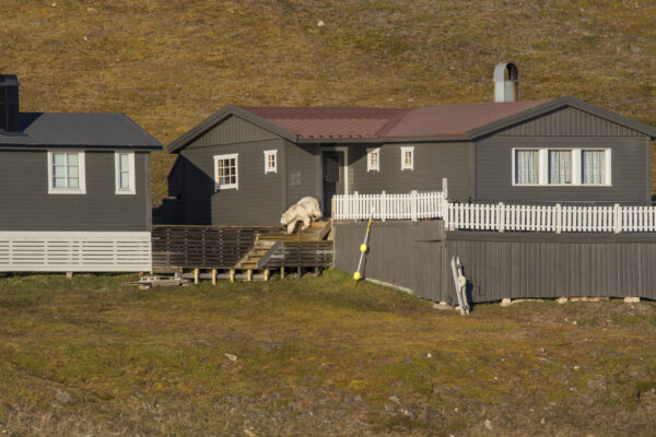 Reportage, Spitzbergen, Eisbär