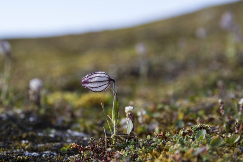 Reportage, Spitzbergen, Flora