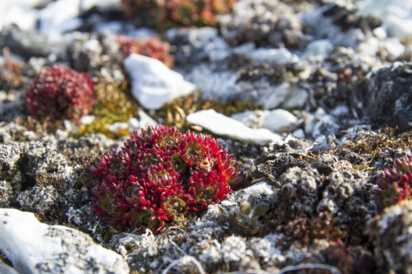Reportage, Spitzbergen, Flora