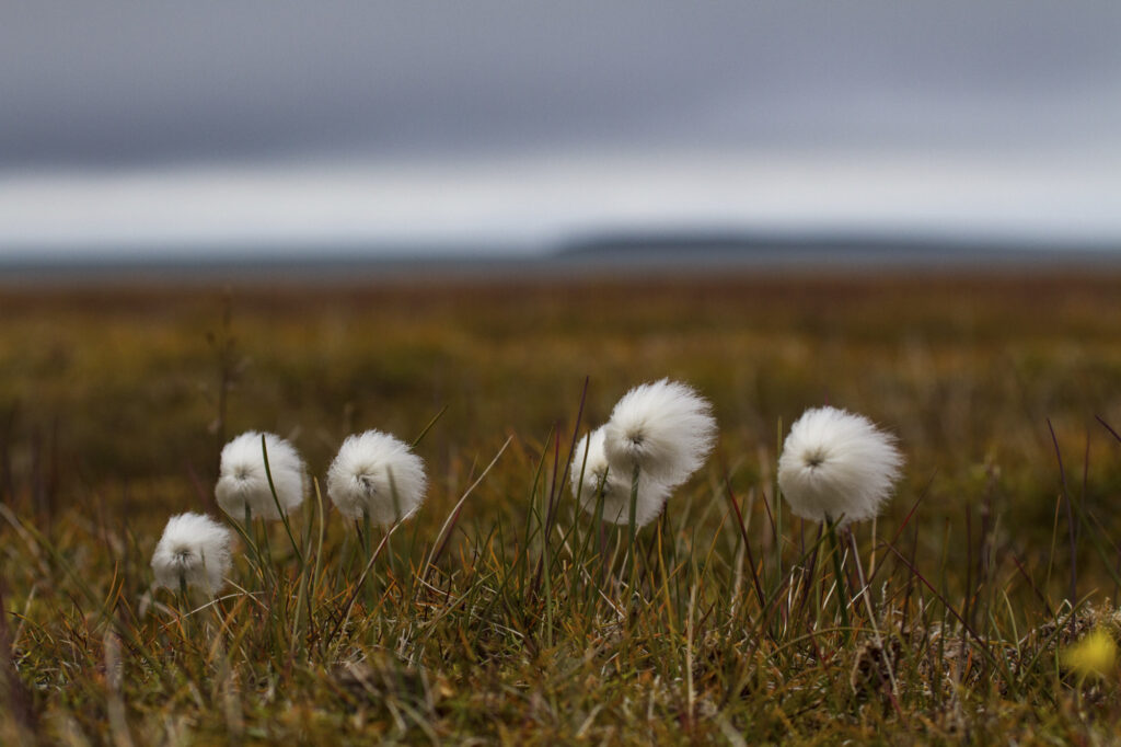 Reportage, Spitzbergen, Flora