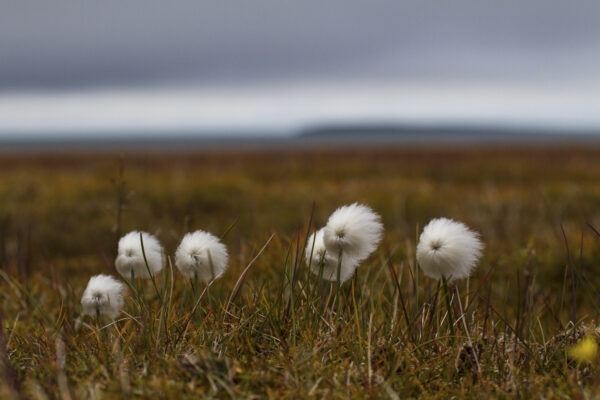 Reportage, Spitzbergen, Flora