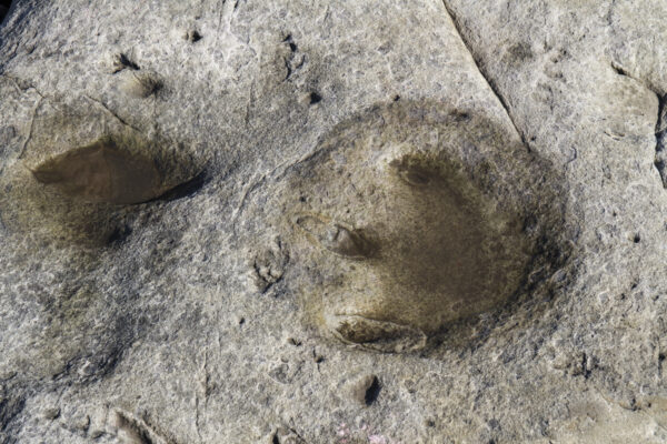 Reportage, Spitzbergen, Dinosaurier-Spuren