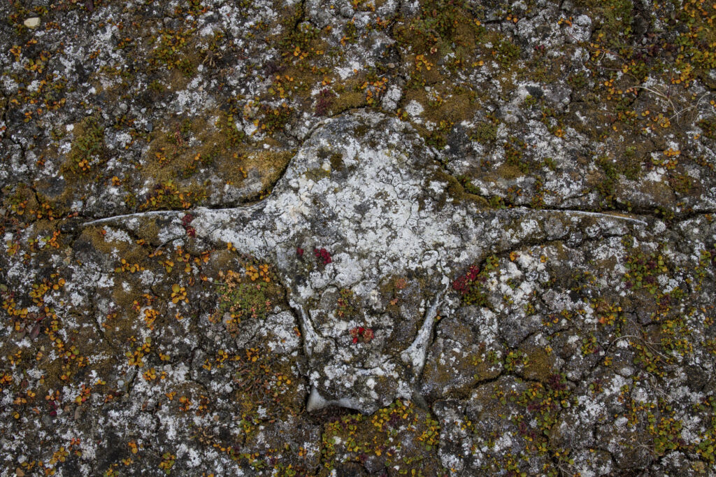 Reportage, Spitzbergen, Walknochen