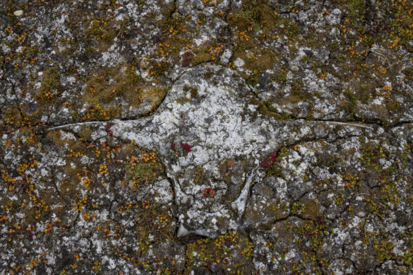 Reportage, Spitzbergen, Walknochen