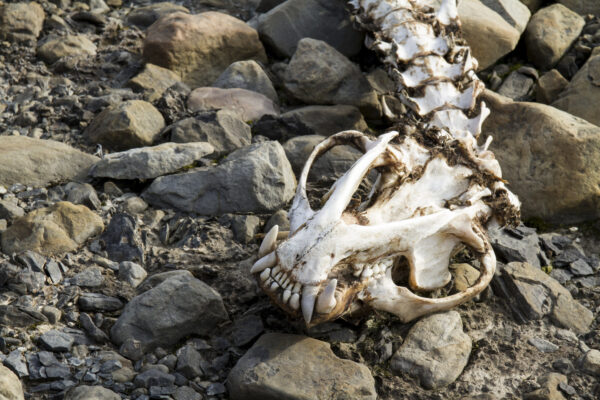 Reportage, Spitzbergen, Eisbärschädel