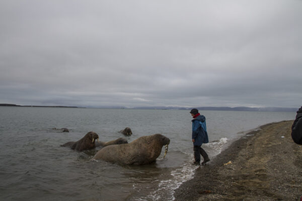 Reportage, Spitzbergen, Walross