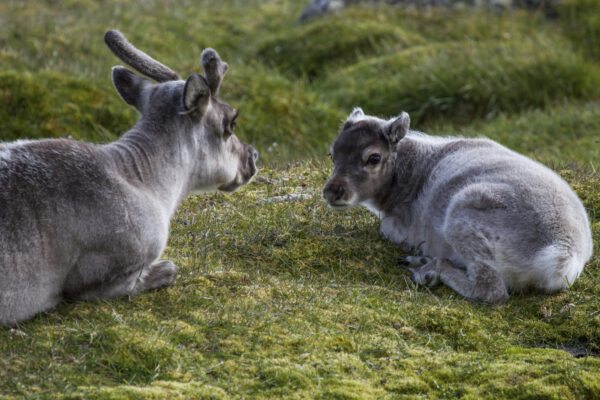 Reportage, Spitzbergen, Spitzbergenrentier