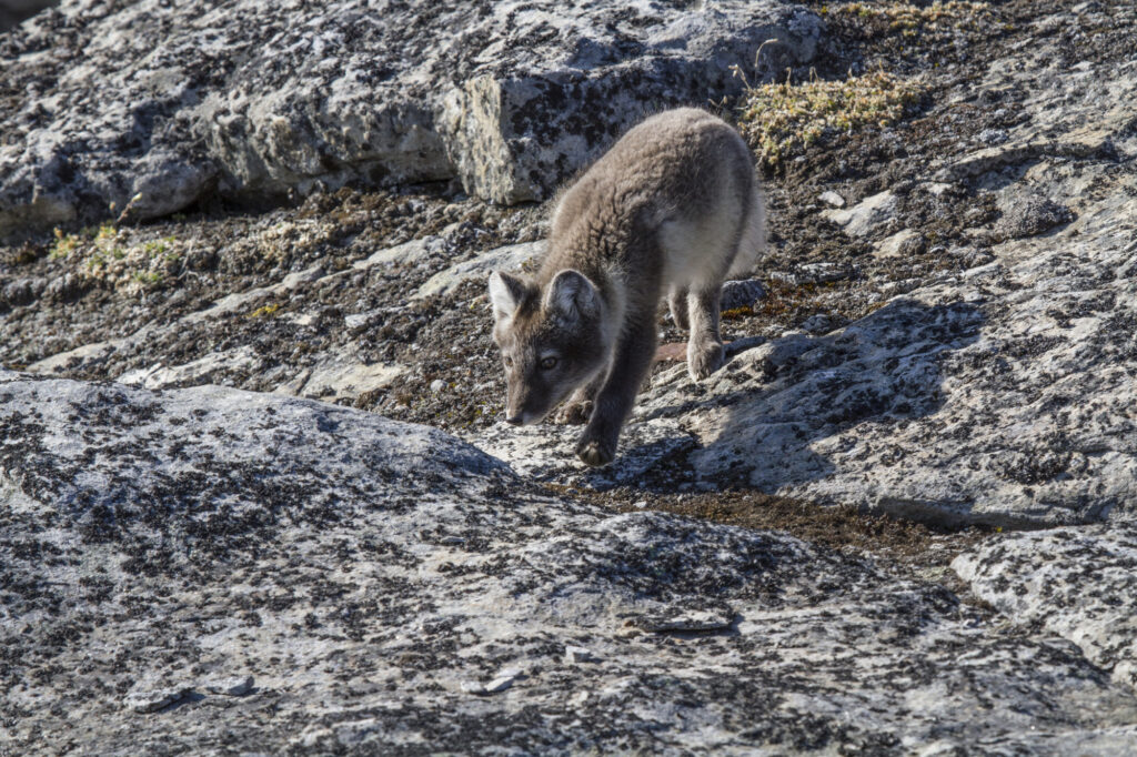 Reportage, Spitzbergen, Polarfuchs