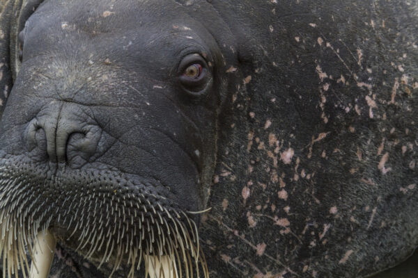 Reportage, Spitzbergen, Walross