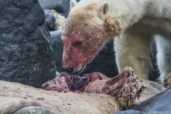 Reportage, Spitzbergen, Eisbär