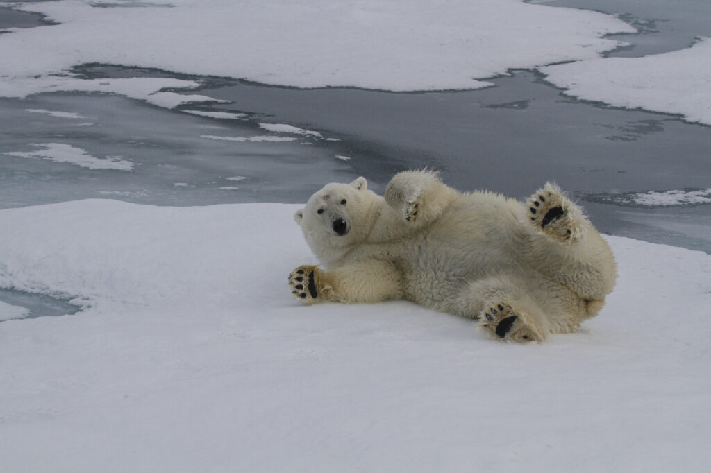 Reportage, Spitzbergen, Eisbär